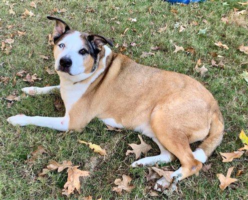 This is my Husky/Pit mix after his bath and brush out.