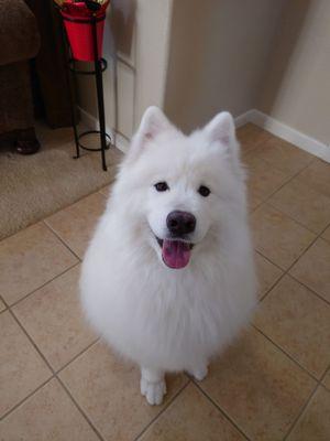 Jaemeson’s Furry Family