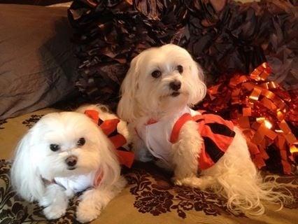 Ayers Animal Hospital