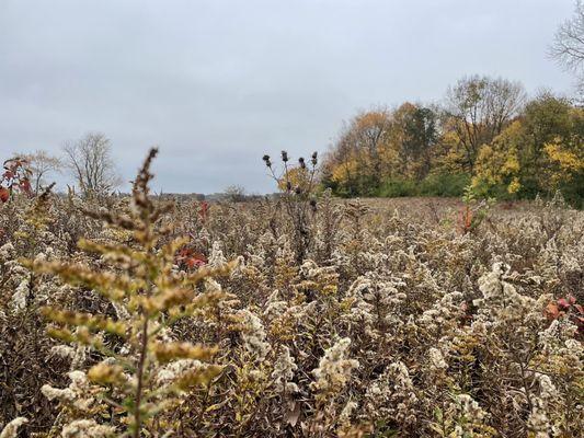 Walnut Woods Dog Park