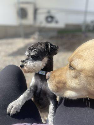 Doggie in the Window