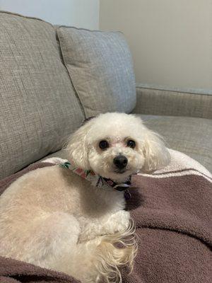 Misha gets the best care and grooming at Fancy Paws in Lake Wiley . The people there at professional, friendly and do a great job.