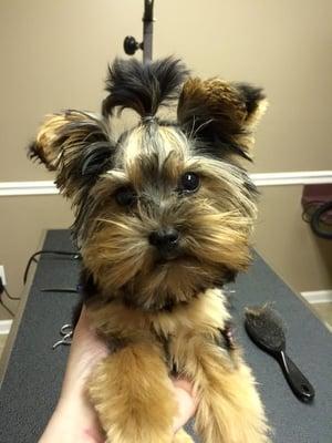 Park Your Paws - Boarding, Grooming, Day Camp