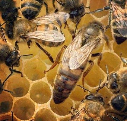 Brown's Bee Removal & Apiary