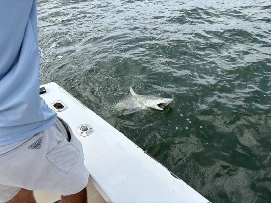 EZ - Cat Fishing Charters
