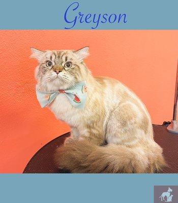 Alpha Dog Pet Grooming