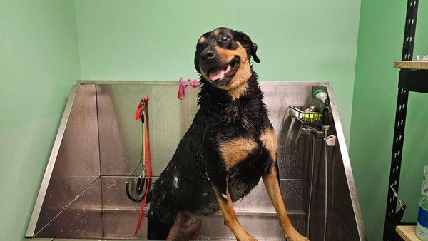 Our diamond is happy