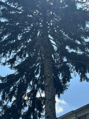 Master Landscaping Service