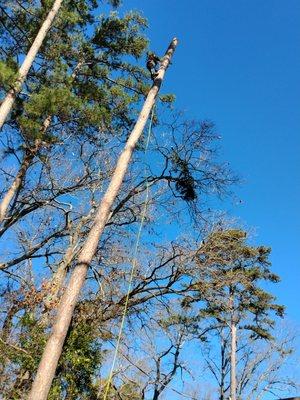 S&A Tree Service