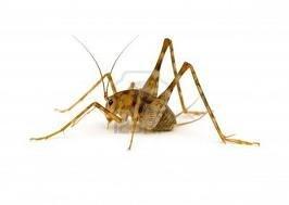 Lookout Pest Control