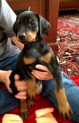 New York Veterinary Acupuncture Service