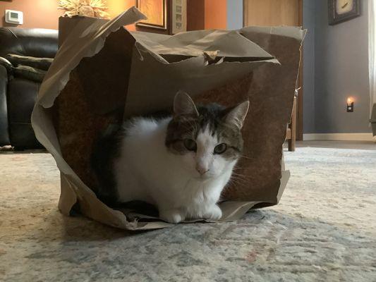 Mexico Veterinary Hospital