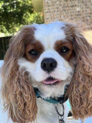 Bella & Bow's Pet Market & Dog Wash