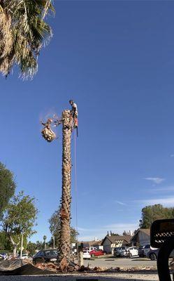 ALL AMERICAN TREE SERVICE