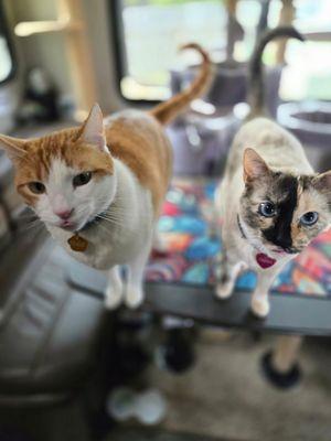 Kelsie's Pet Services