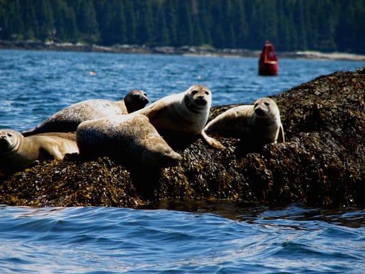 Wildlife! Seals, porpoise, eagles, osprey, eider ducks, cormorants, song birds, deer, fox are all found here.