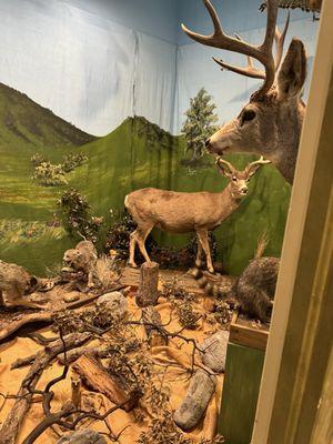 Natural History Museum