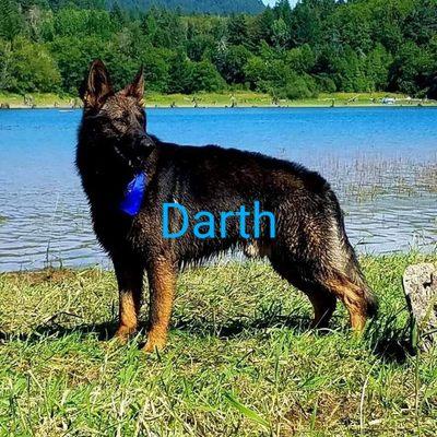 Diwaids Working German Shepherd Puppies and Dogs