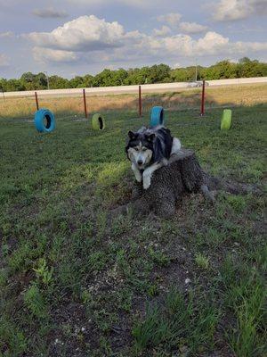 I-35 Kennel and Dog Training