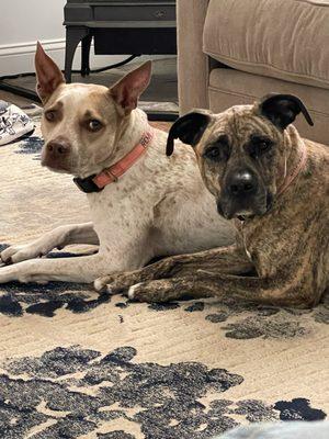 Heeler-pit and boxer-pit crazy dogs.