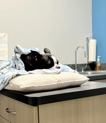 Animal Emergency Clinic