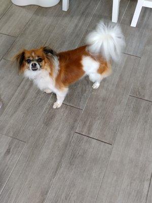 Bailey loves the crew at Glamor Pets. They always make her feel like a little diva.