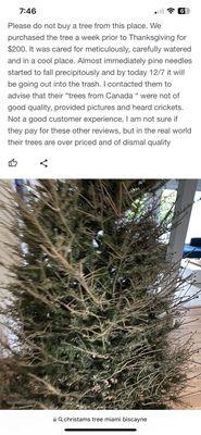 Christmas tree after 2 1/2 weeks.