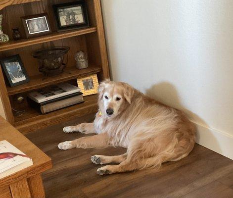 My doggie! Almost 11 years old.