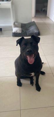 Lob - retriever
4 years old ...