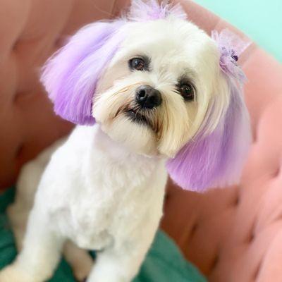 Fairy Tails Pet Salon