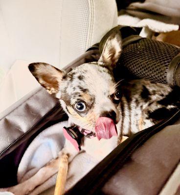 Palmer Animal Hospital