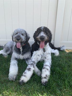 Bernedoodles