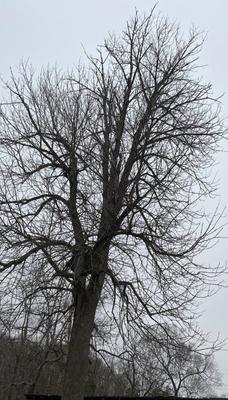 Lyons Outdoor Services