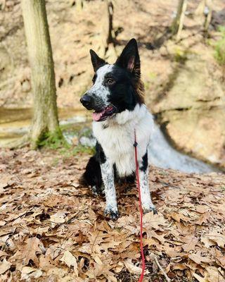 Ridgeside K9 Ashtabula