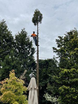 Empire Tree Service