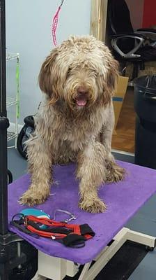 Olive is a 15 month old Griffon, poodle mix. This was her first groom and she was severly matted.