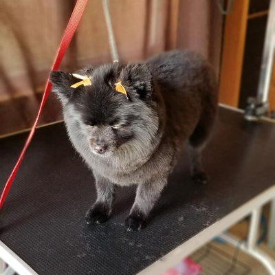 Kikky's dog grooming