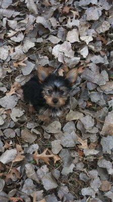 Wags n Wiggles pet sitting