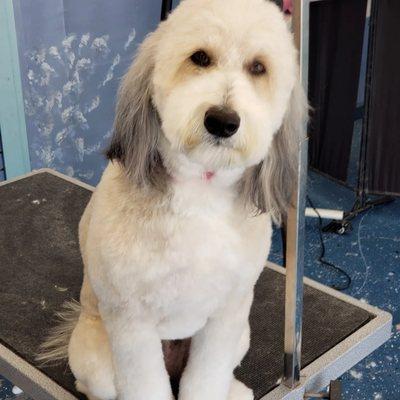 North Beach Pampered Pets