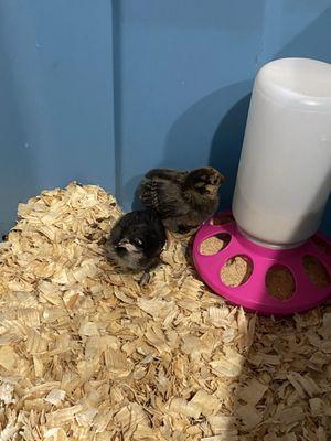 Little Birdie Hatchery