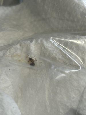 Greenix Pest Control