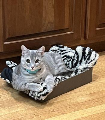 Pet Adoption Network