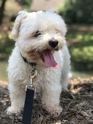 The Lowcountry Doggy Momma