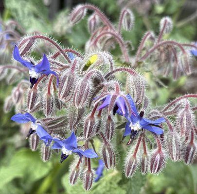 Lake City Court P-Patch Community Garden