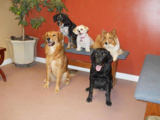 Heartstrings Pet Lodging