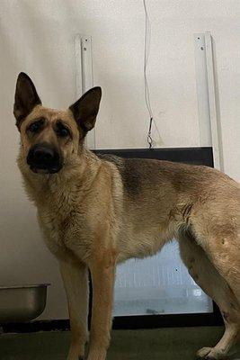 Snuggle Inn Doggie Resort