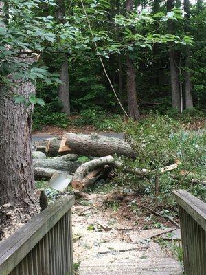 Hunt's Tree Removal And Pruning Service Inc