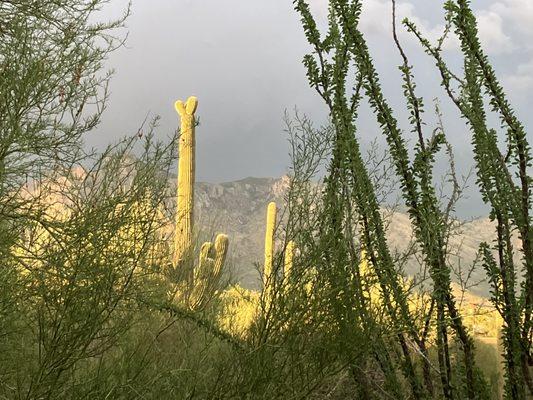 Southern Arizona Tours & Excursions