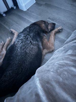 Pawsitively with Lev