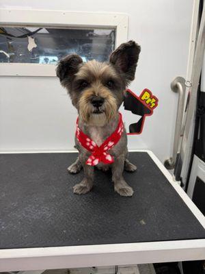 Wow Pets Mobile Grooming